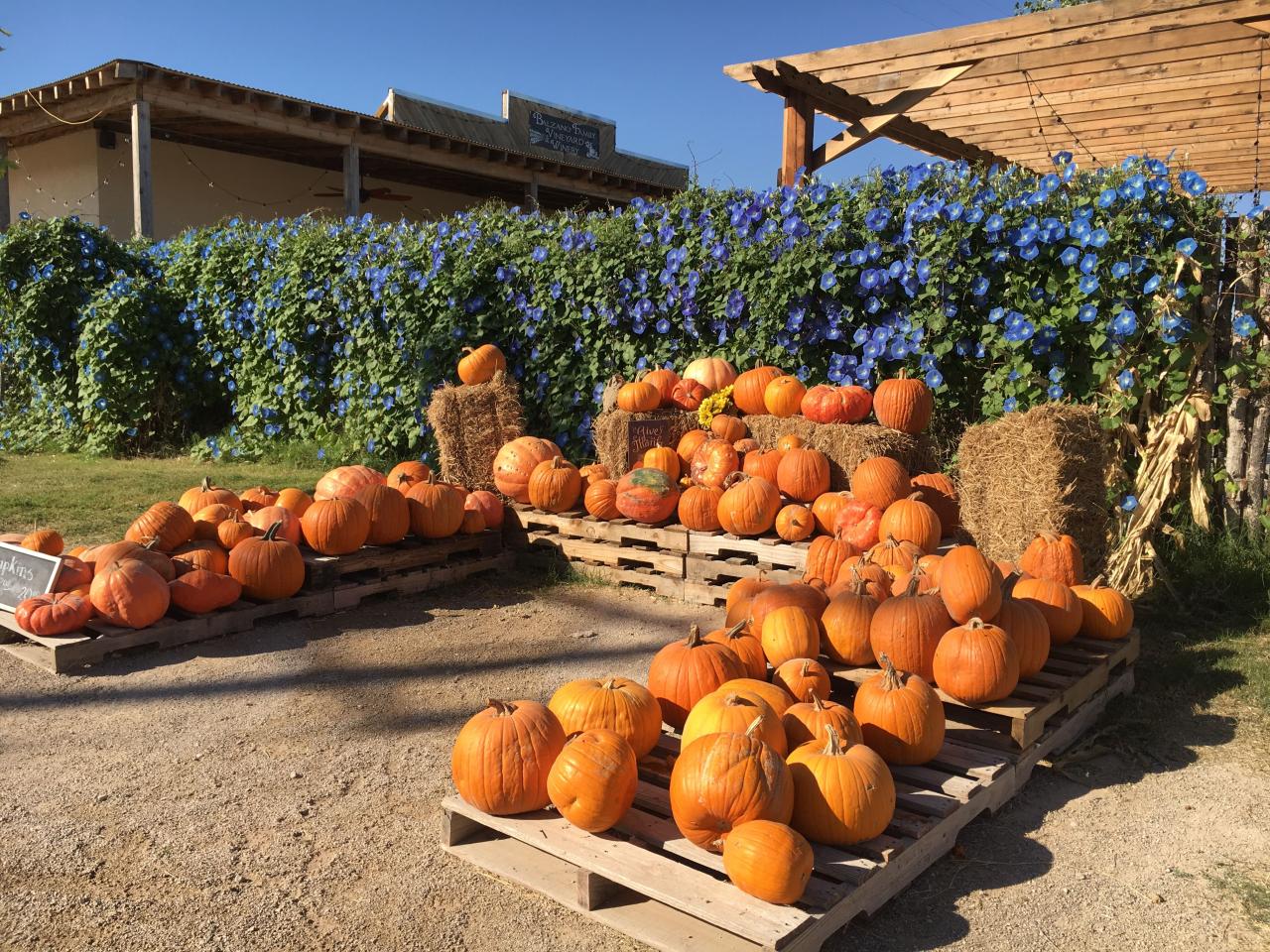 How to start a pumpkin patch business