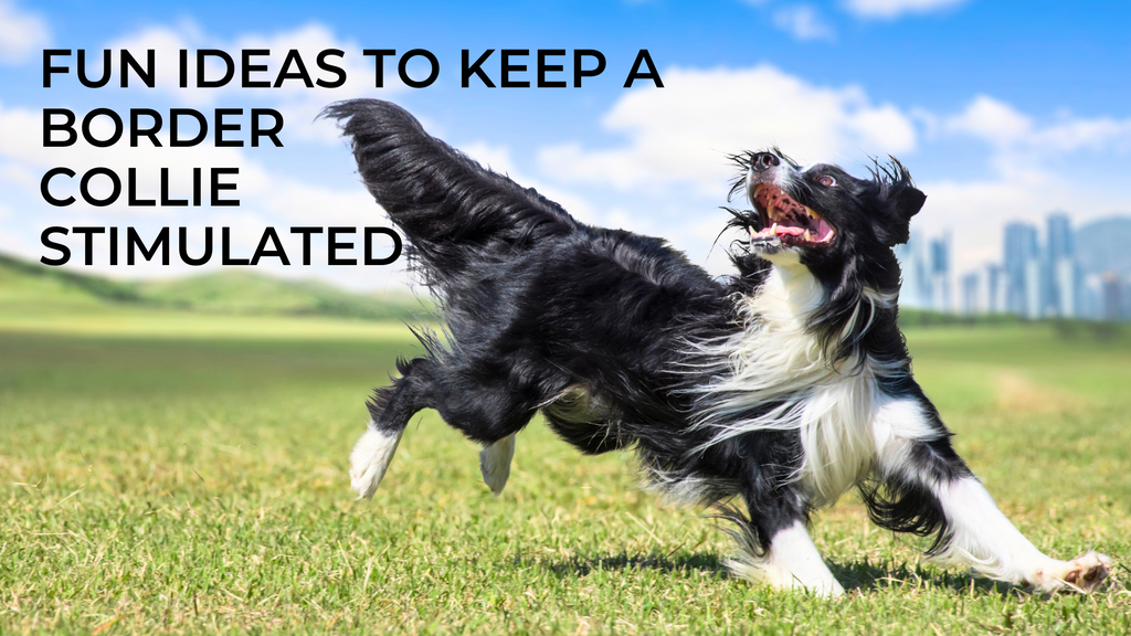 How to keep a border collie busy at home