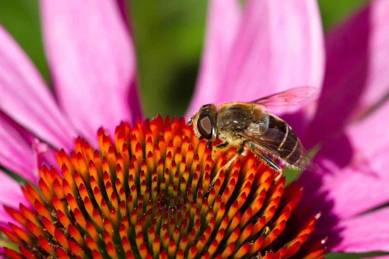 A busy bee's full auto repair