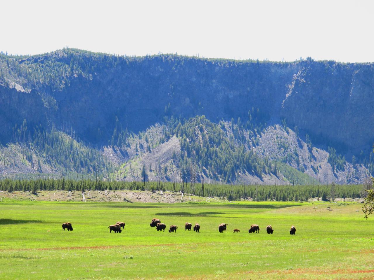 How busy is yellowstone in june