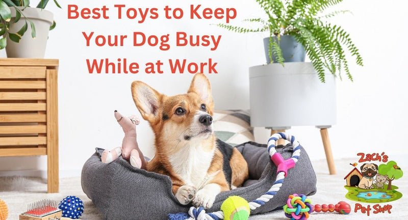 How to keep dog busy while at work