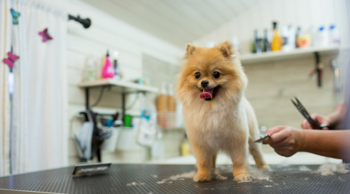 How much to set up a dog grooming business