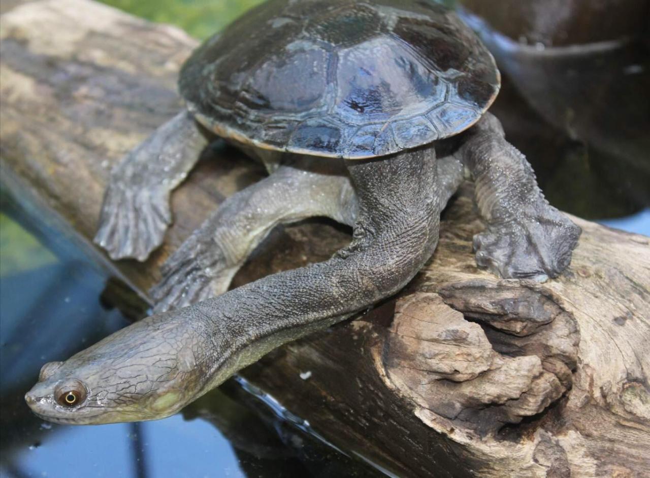 Turtle snapping neck extended rick stankiewicz fully rare picture