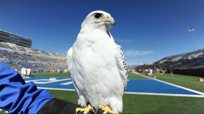 Falcon loan air force