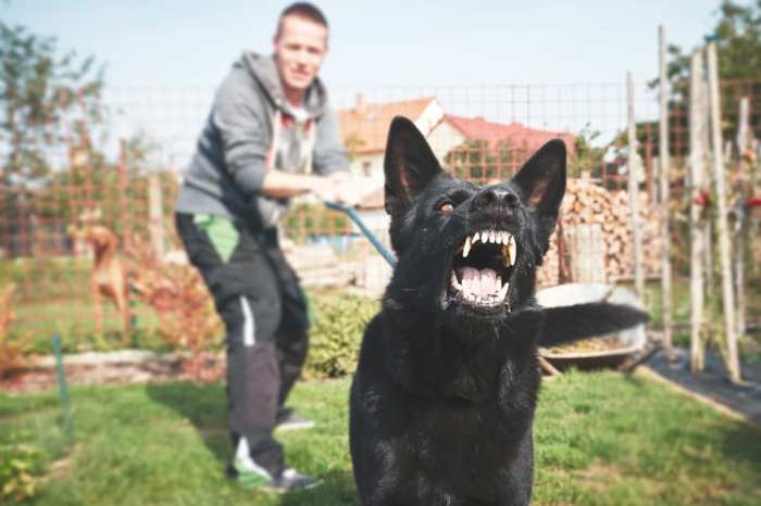 San francisco dog bite lawyer