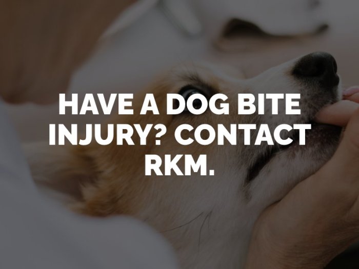 San francisco dog bite lawyer