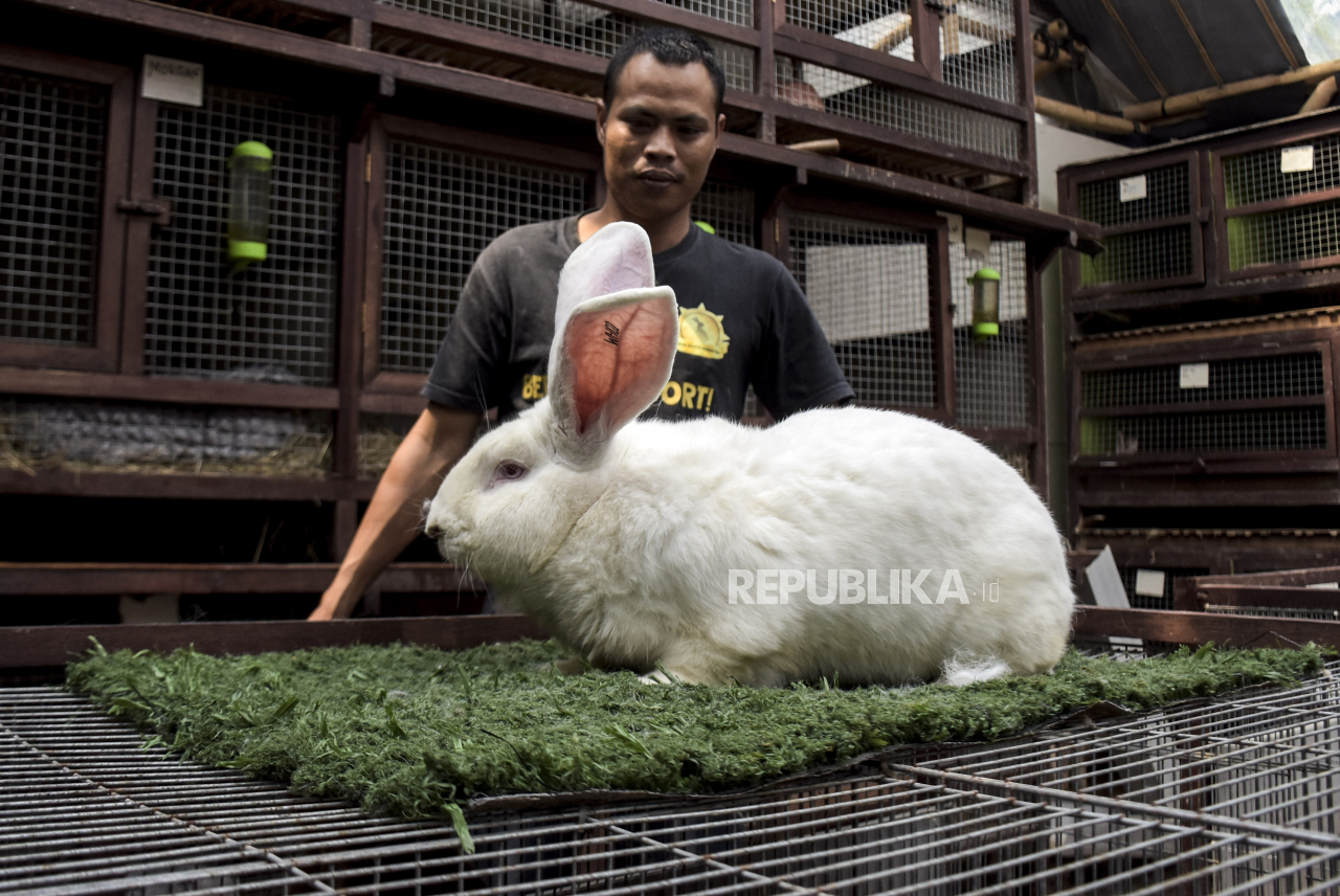 peternak kelinci di lembang