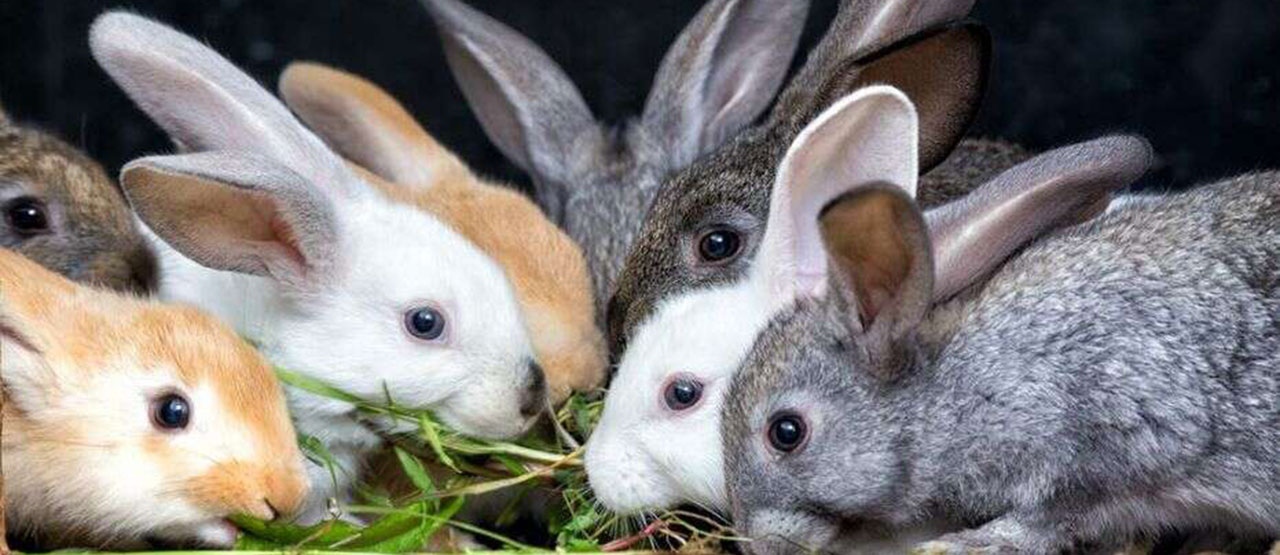 kelinci budidaya pemula secara alami bagi faunadanflora