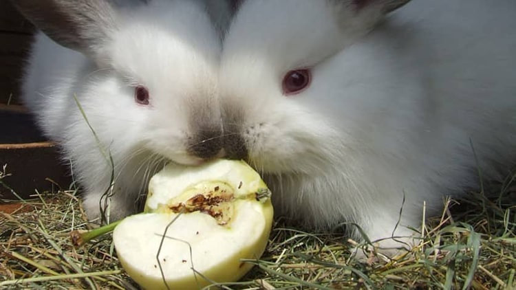 kelinci coelho mengenal banjaran sedarah mungkin pernah perkawinan hasil terbesar mutasi merupakan dihasilkan gen