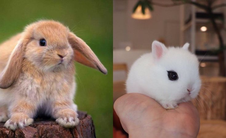 jenis-jenis kelinci berdasarkan karakteristiknya