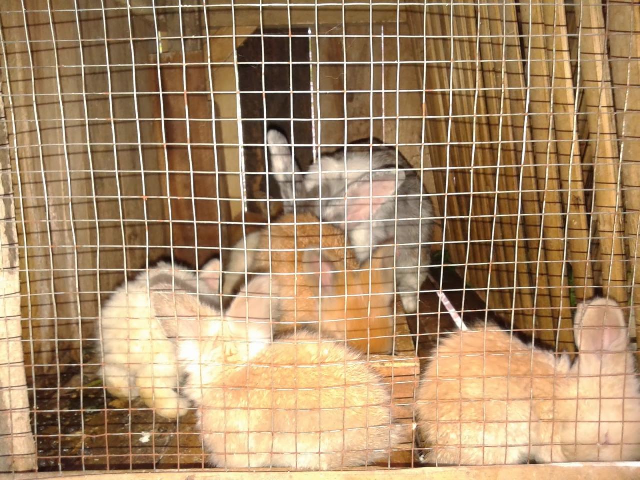 peternakan kelinci di desa diwak terbaru