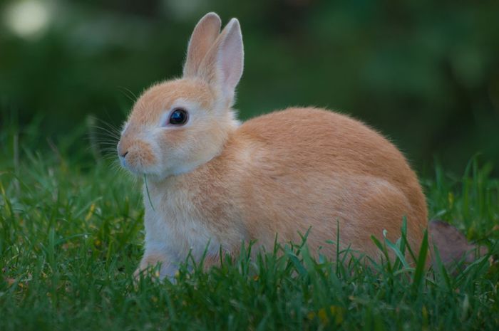 chinchilla kelinci crossbreed