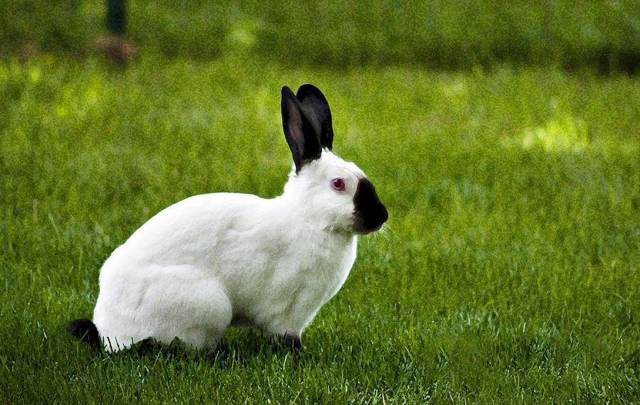 kelinci himalayan himalaya coelho himalaia mengenal chinchila rabbits dilengkapi