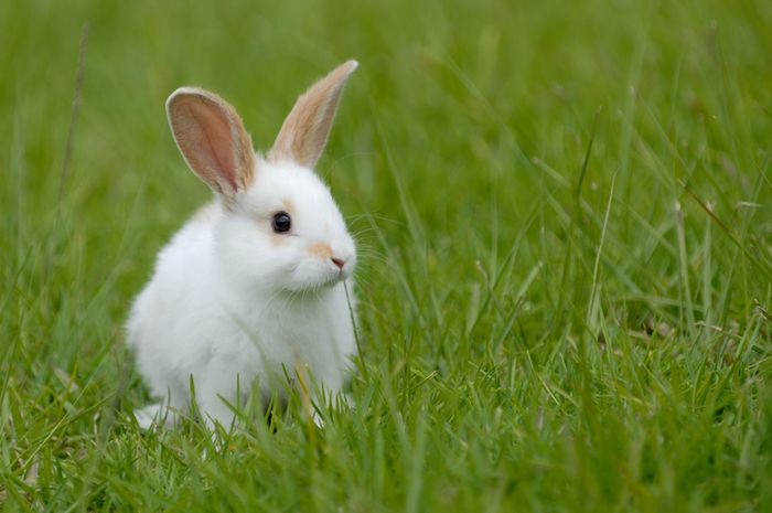 big rabbit peternakan kelinci kota malang jawa timur terbaru
