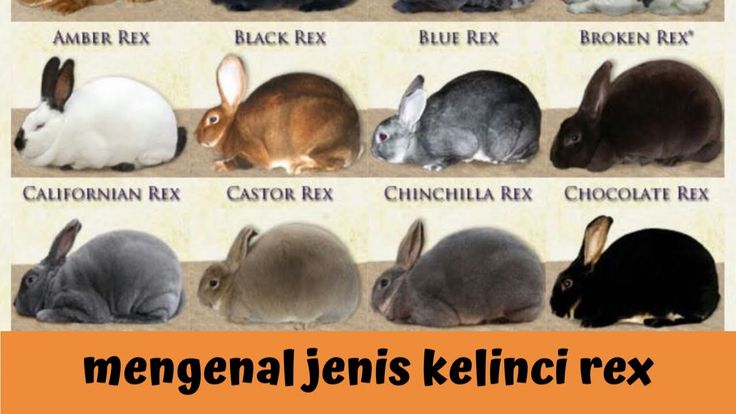 kelinci jenis rex terbaru