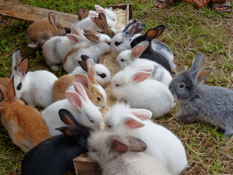 penghasilan peternak kelinci