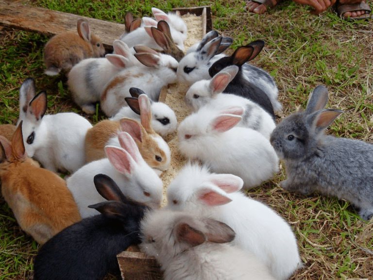 kelinci tukang hias netherland dwarf