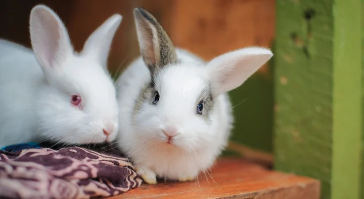 superovulasi pada ternak kelinci