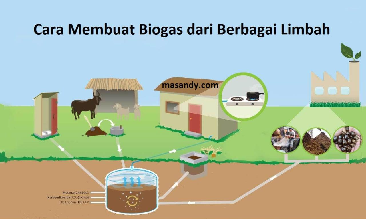 pakan kambing domba cara dari pisang pohon kering pemberian fermentasi