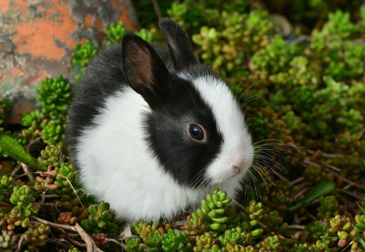 kelinci tukang hias netherland dwarf