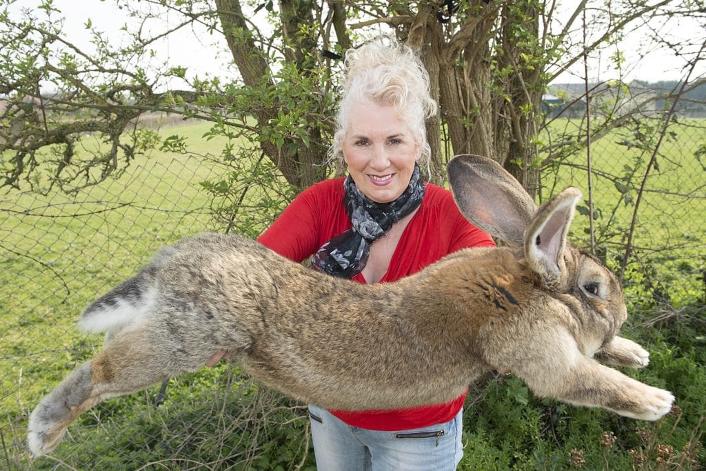 peternak kelinci flemish giant