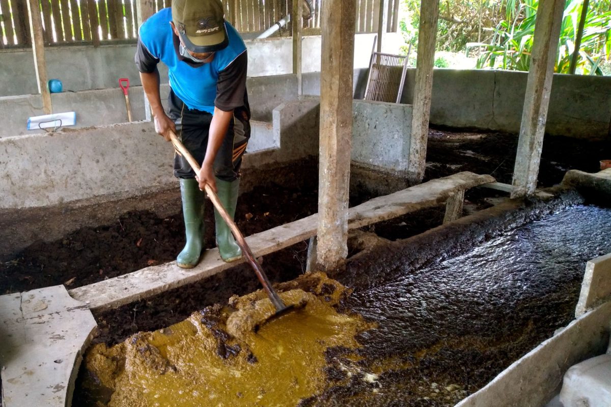 limbah ternak sapi kotoran pemanfaatan biogas pupuk kompos menjadi konsep pinrang mongabay terbuang amir dimanfaatkan nurdin begitu