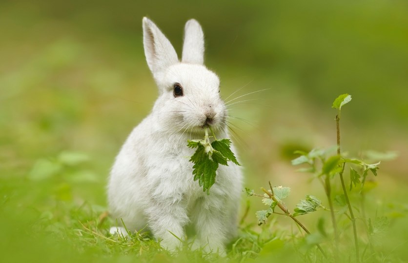 gambar kelinci jenis lop terbaru