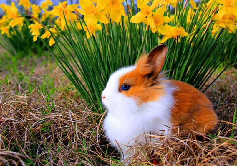 gambar kelinci jenis lop terbaru