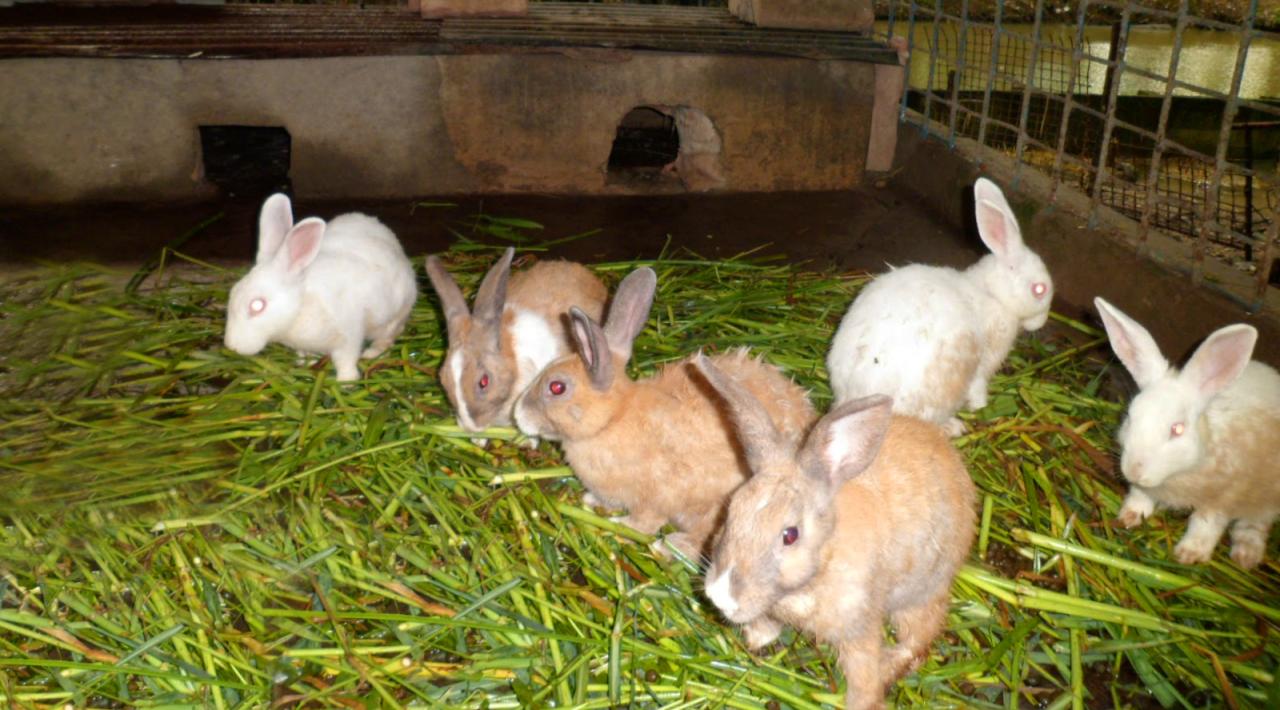 mempercepat pertumbuhan ternak kelinci menggunakan limbah ikan asin