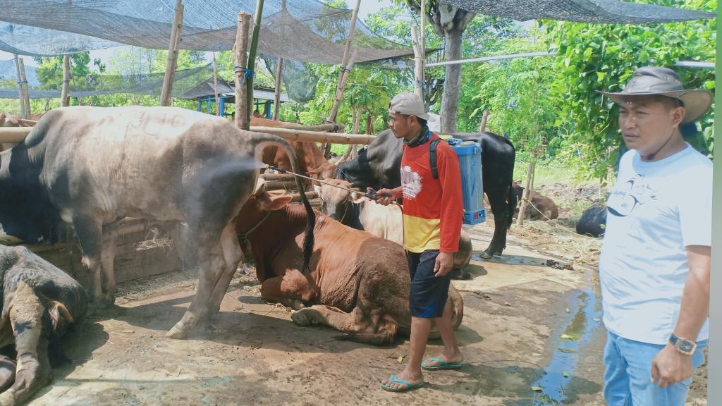 profil peternak farm kelinci bapak wagiman bumiaji