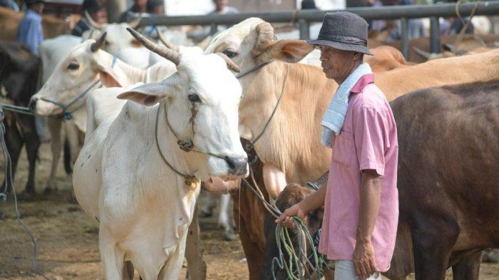 peternak kelinci arbam bekasi jawa barat terbaru