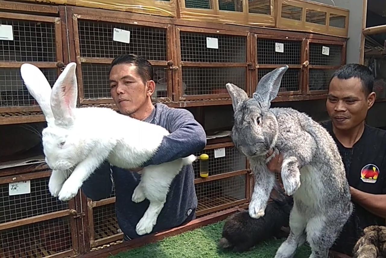 kelinci banjar berternak usaha menjanjikan kecamatan desa milik warga langensari dusun