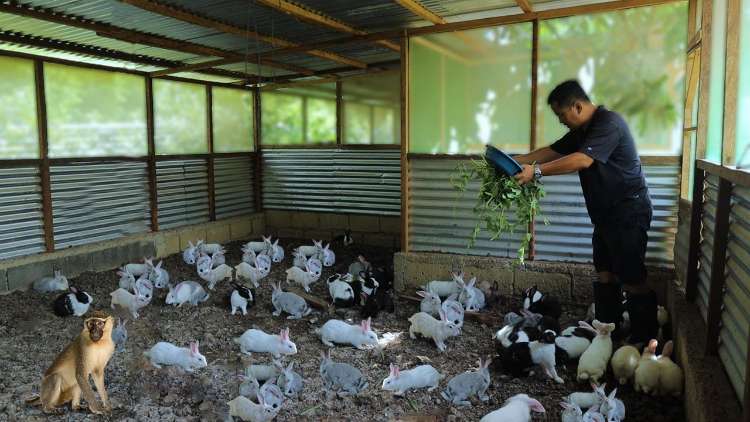 proses dan sarana produksi ternak kesayangan kelinci