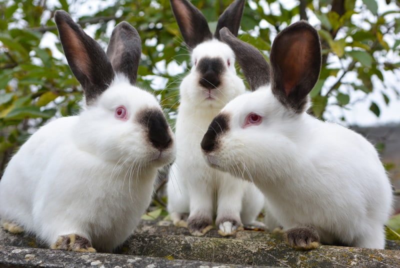 jenis ras kelinci hias