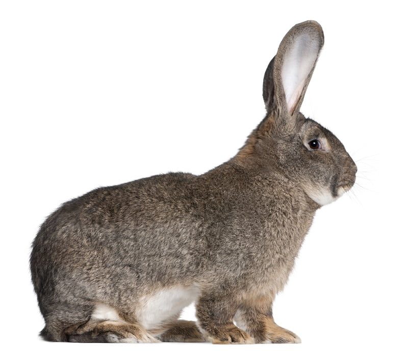 harga kelinci jenis flemish giant