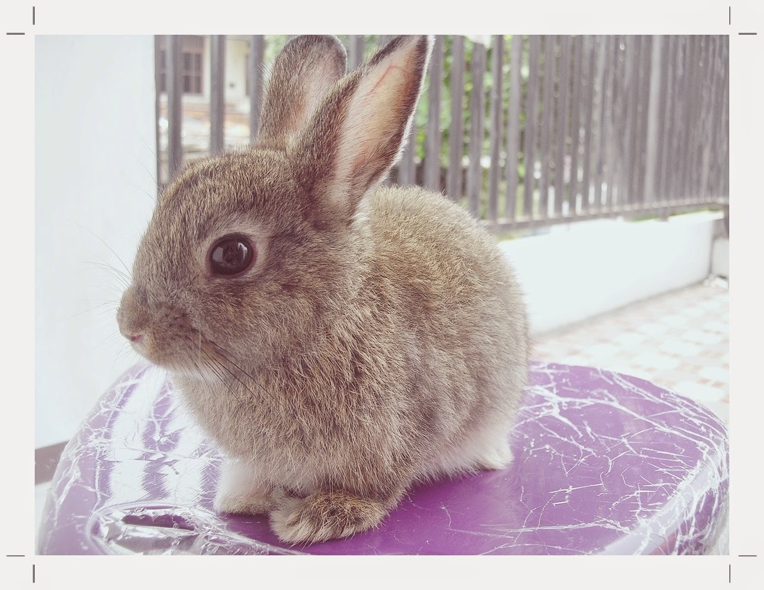 jenis kelinci netherland dwarf