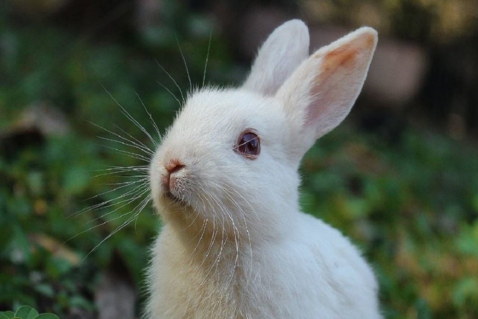 ras kelinci yang mudah diternak terbaru