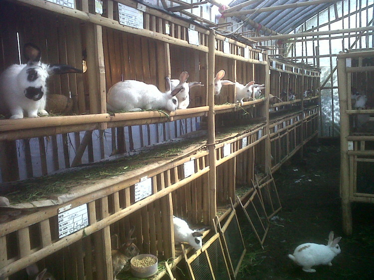 peternakan kelinci di luar negeri terbaru