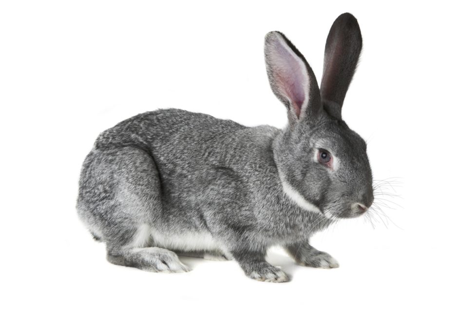 kelinci dan sifat mengenal miliki karakteristik hobiternak