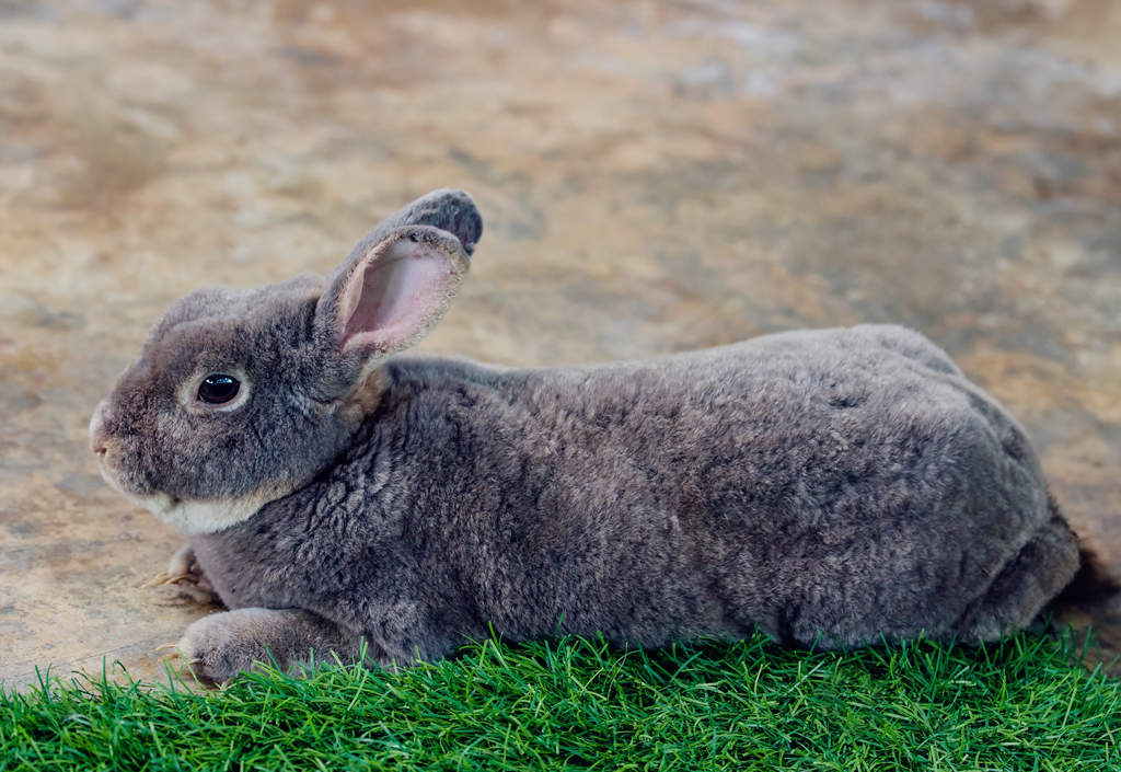 mikael rabbit ternak kelinci flemish giant magelang jawa tengah