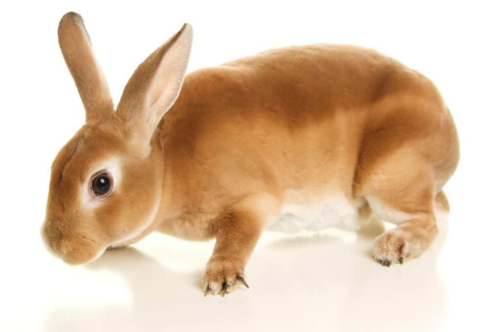 berapa persen pakan ternak kelinci dari berat badannya
