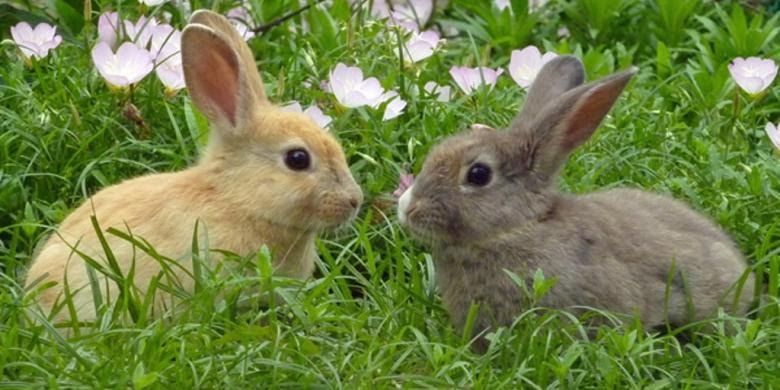 bagaimana cara mengenal jenis kelamin kelinci terbaru
