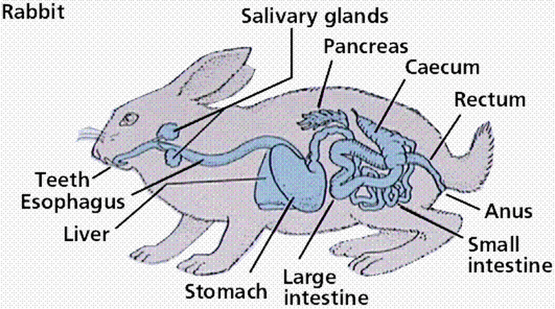 jelaskan sistem pencernaan ternak kelinci terbaru