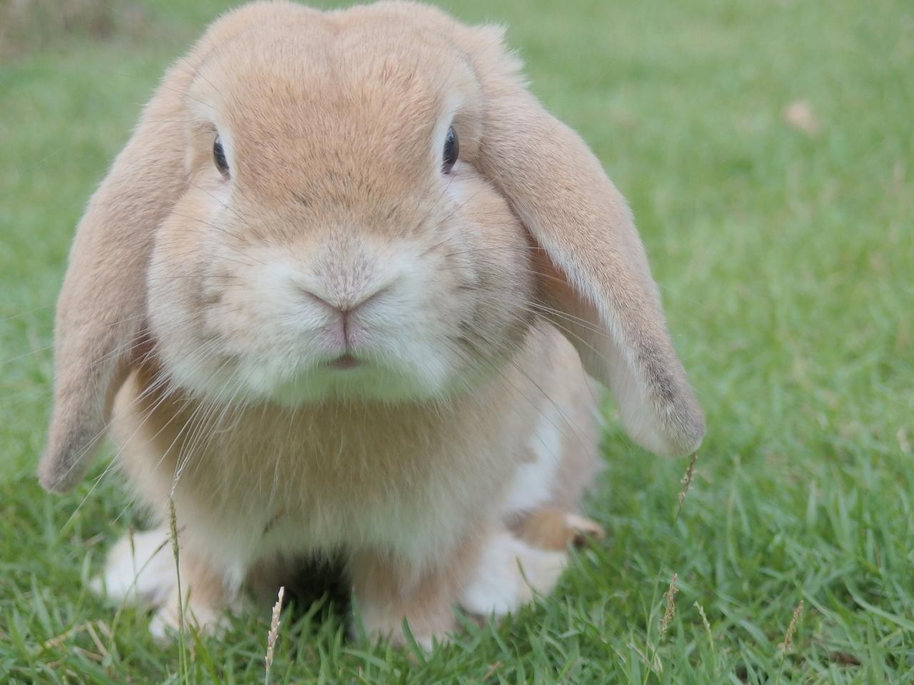 kelinci tukang hias netherland dwarf