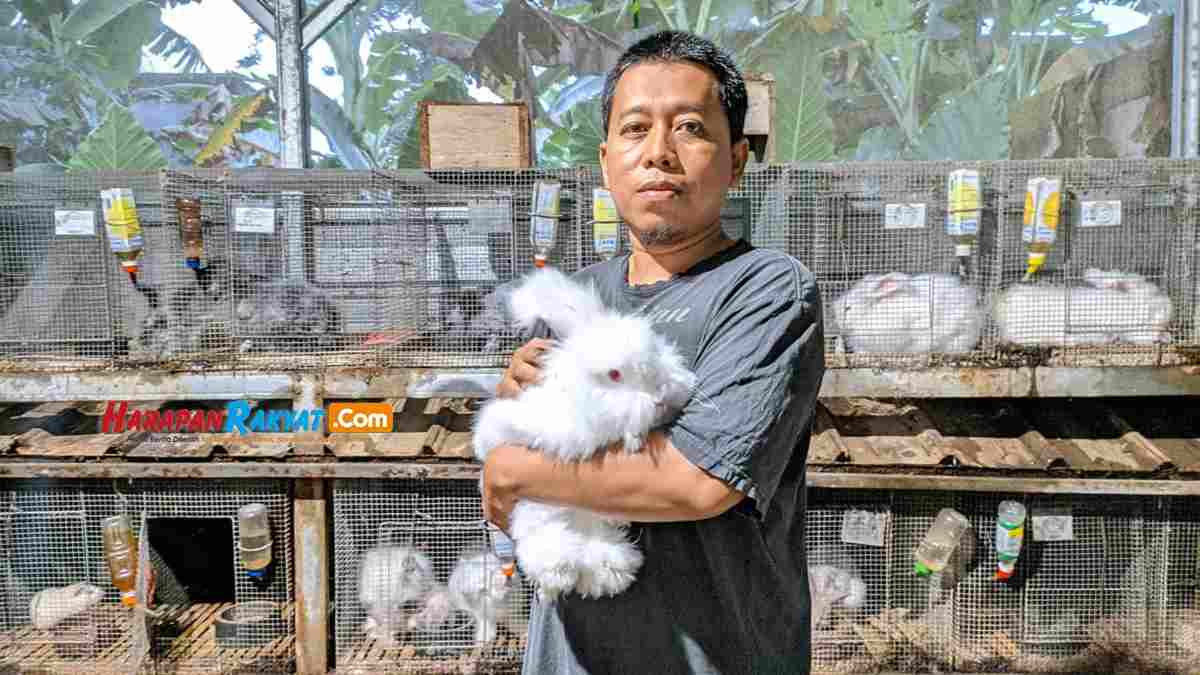 penghasilan peternak kelinci terbaru