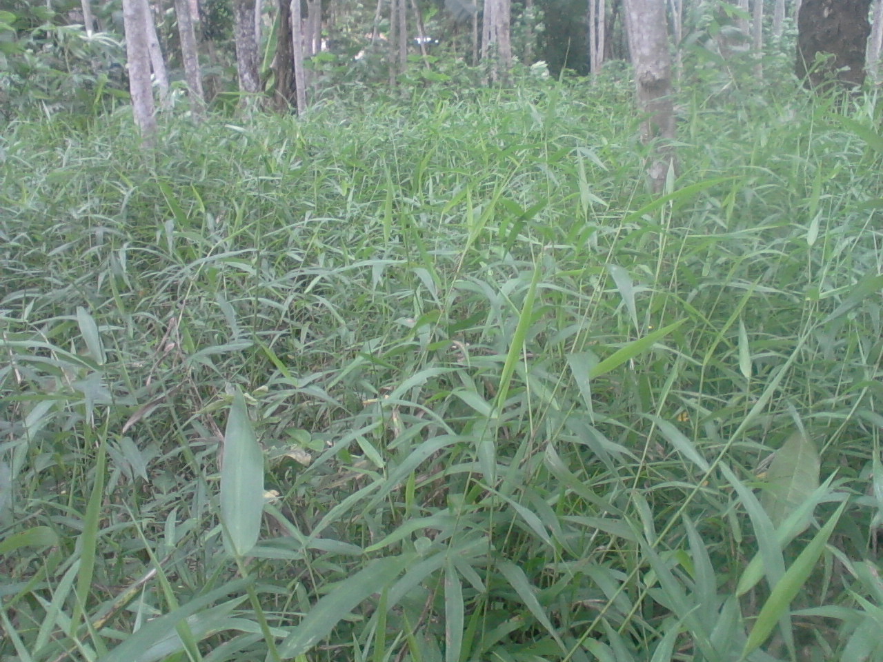 rumput pakan kelinci