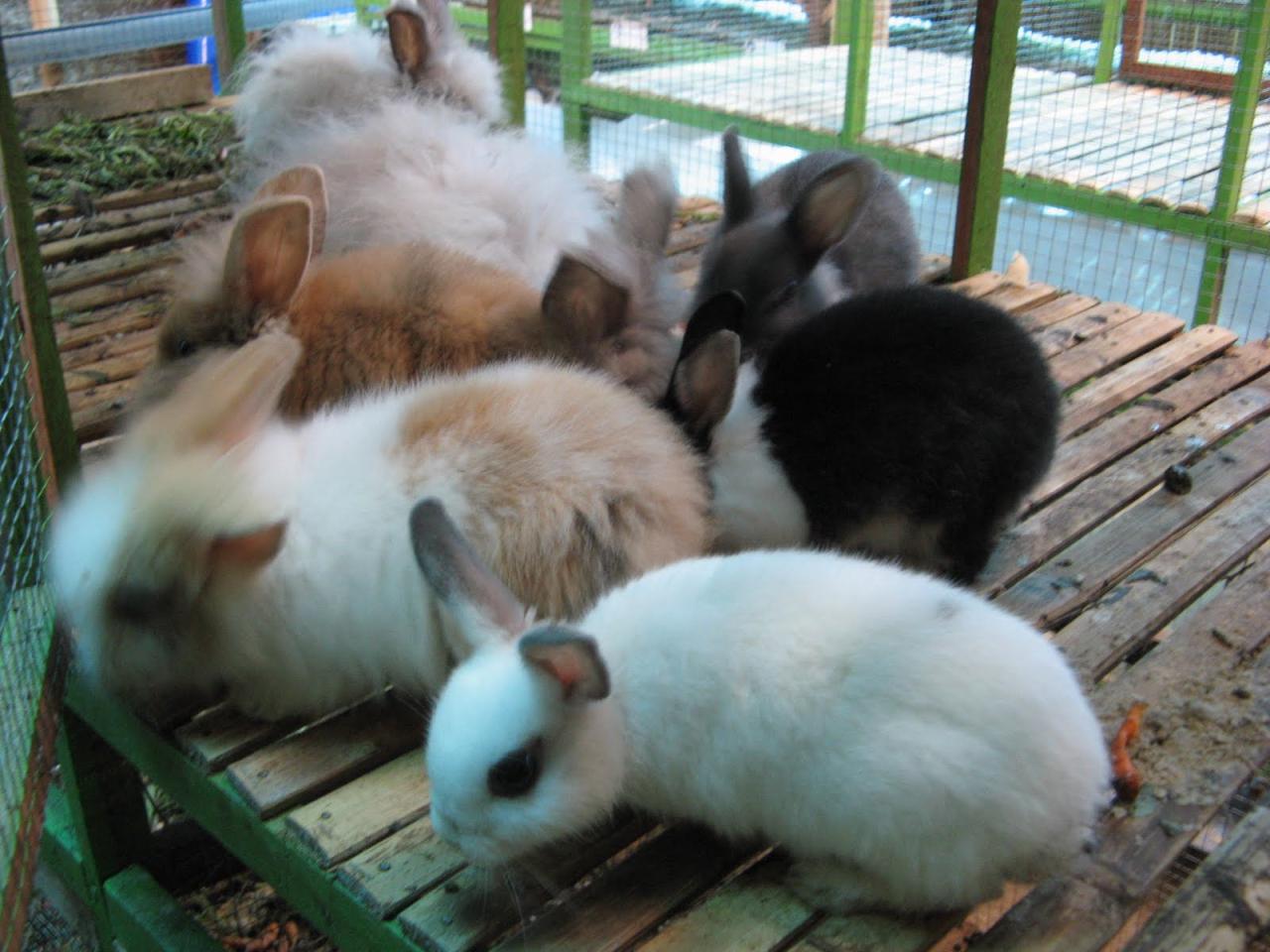 contoh proposal peternakan kelinci