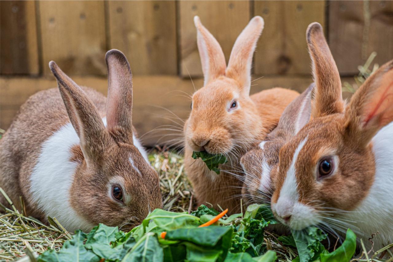 kelinci hewan peternakan usaha aneka rabbits mencoba peliharaan kerja imut dan kanibal tapi ternak binatang izin memakan kesayangan sumber namun