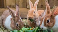 kelinci jenis rabbits breeds warna varieties bunny arba opal diare using lapin imut otter showmanship diakui kind ehow cantik menggemaskan