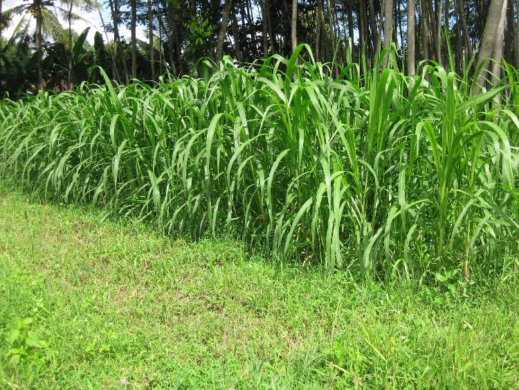 ternak pakan kandungan nutrisinya peternak